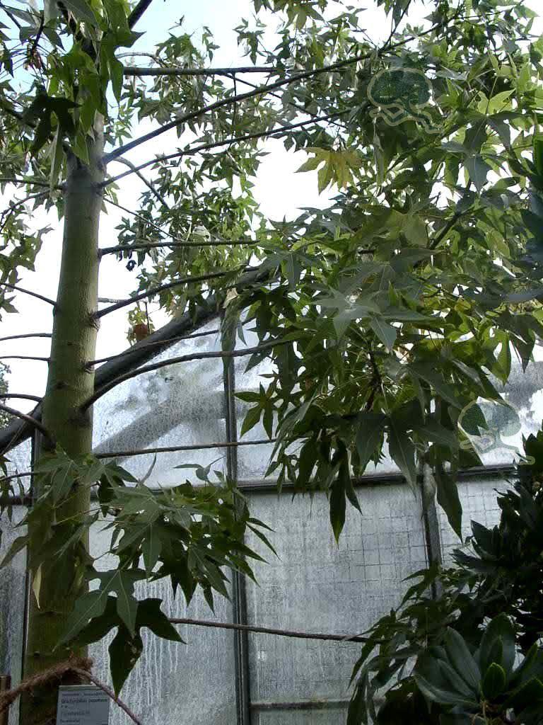 Brachychiton populneus