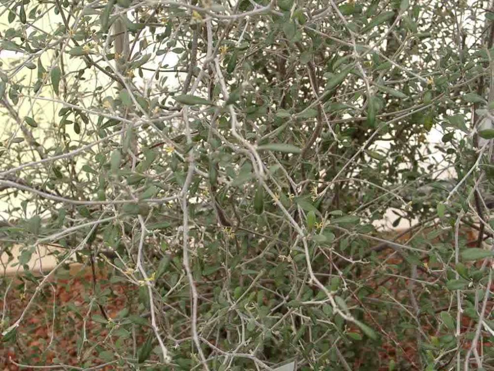 Corokia buddleioides