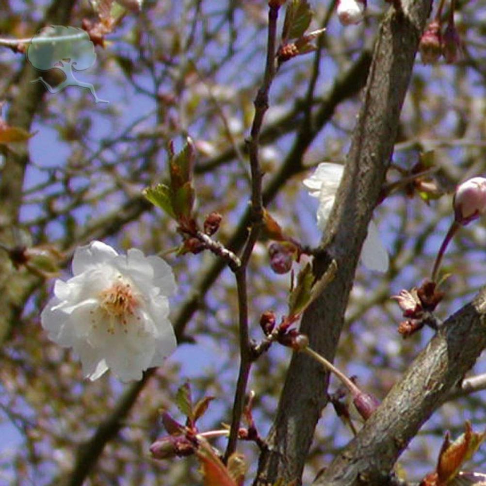 PRUNUS `Hally Jolivette' 