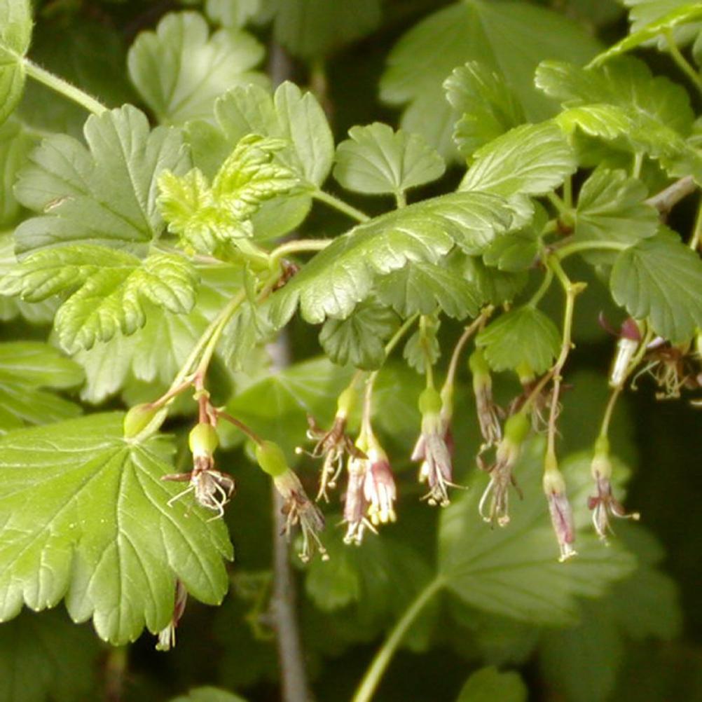 Ribes divaricatum