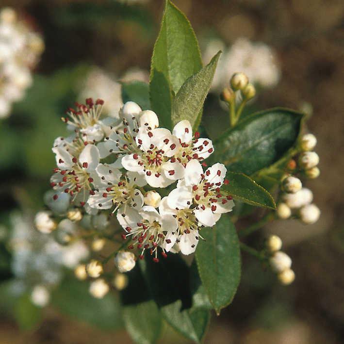Aronia prunifolia 'Hugin'   -   Apfelbeere prunifo