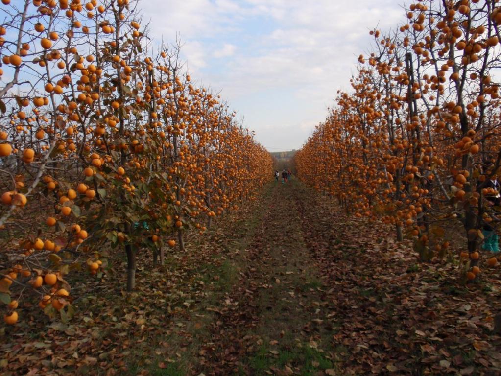 Insomma, eine mega-interessante Neuheit