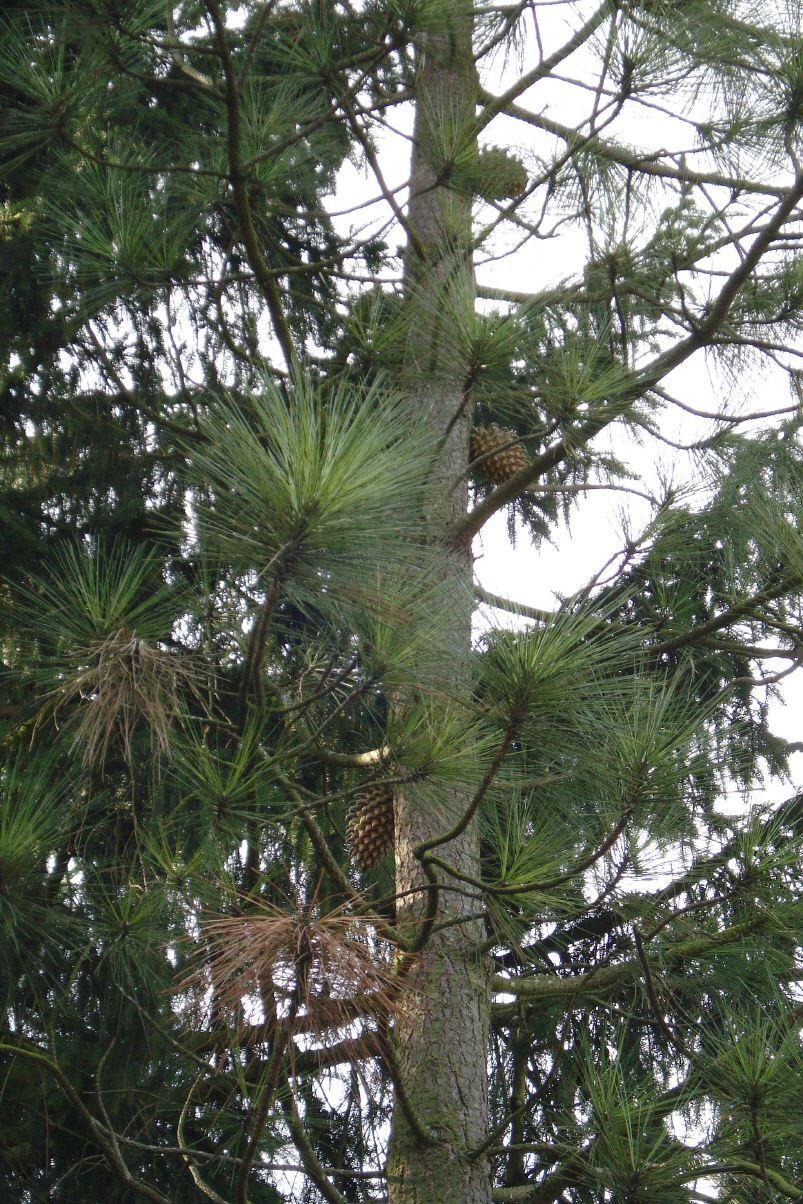 Pinus coulteri