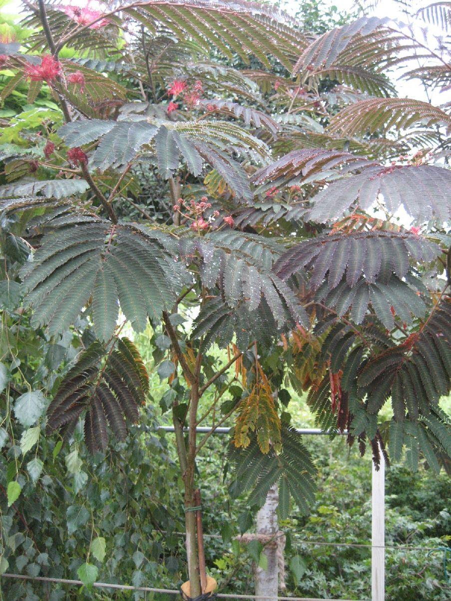 Albizia julibrissin "Summer Chocolate"