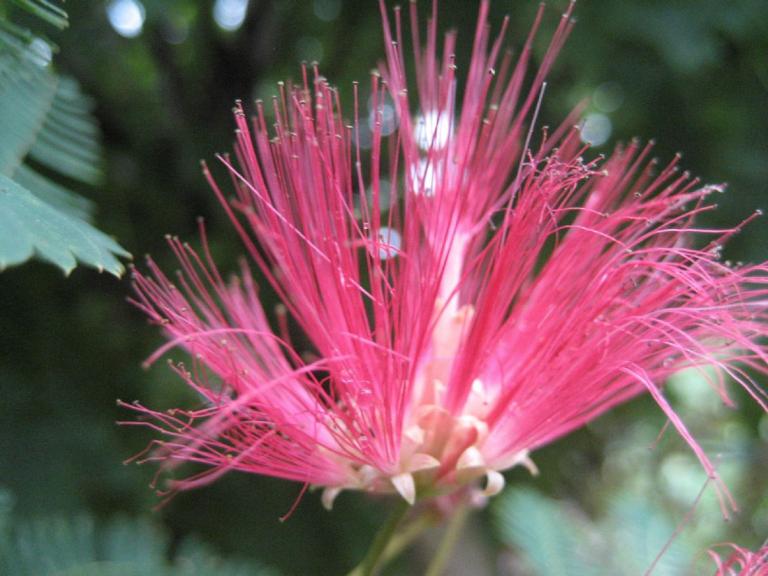 Albizia julibrissin 