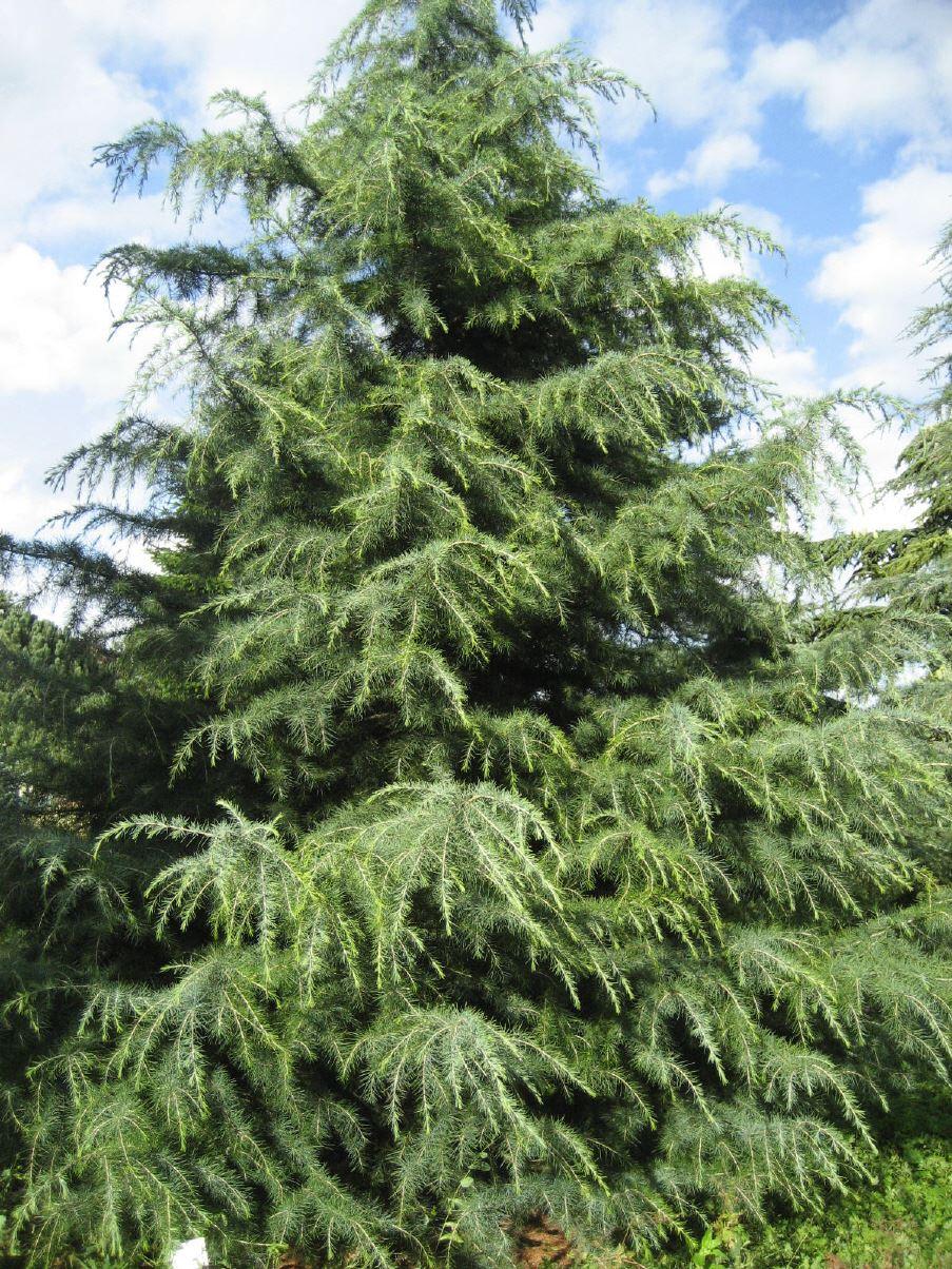 Cedrus deodara