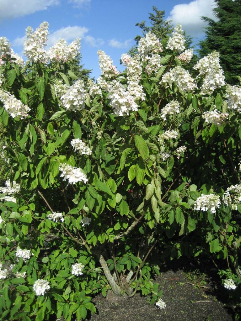 Hydrangea paniculata 'Tardiva' 