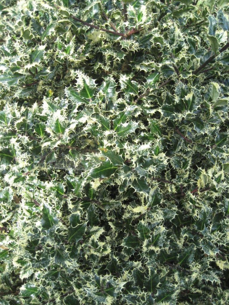 Ilex aquifolium 'Ferox Argentea'