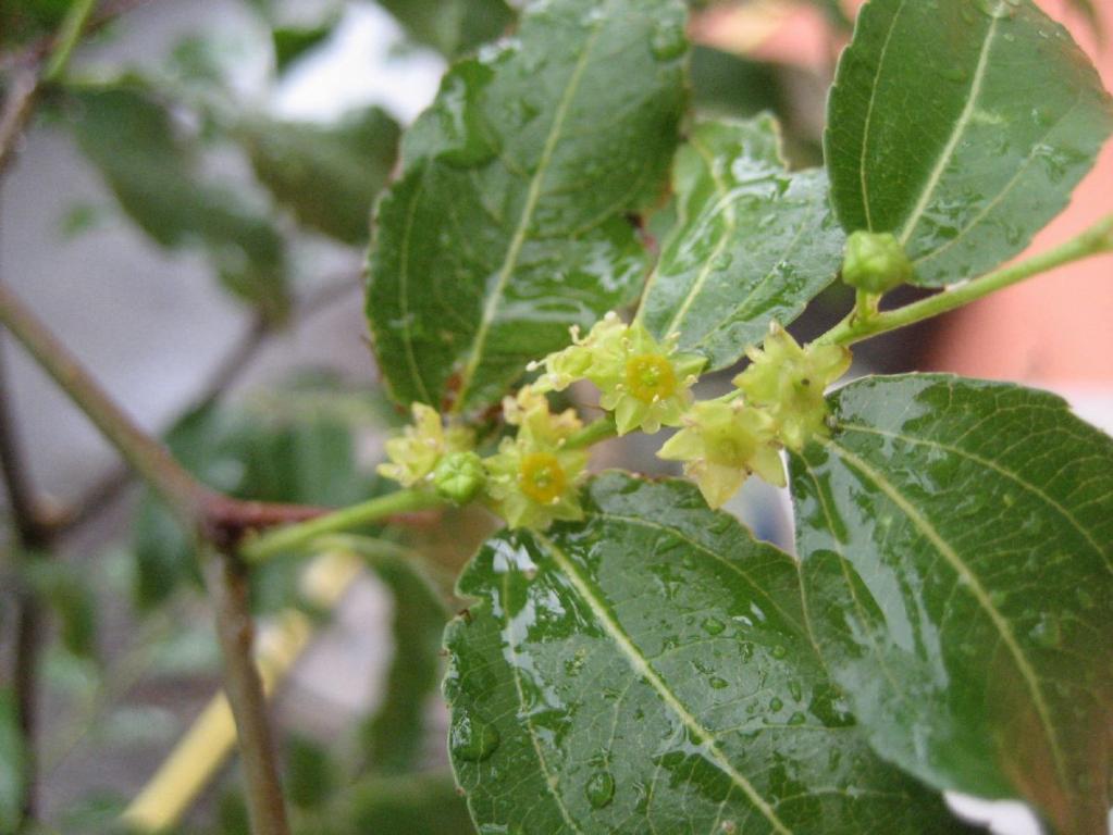 Chinesische Apfelbeere