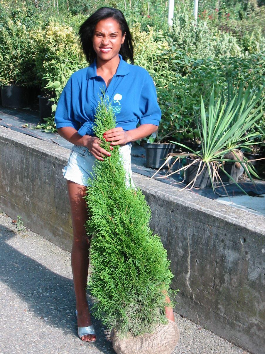 Thuja Smaragd