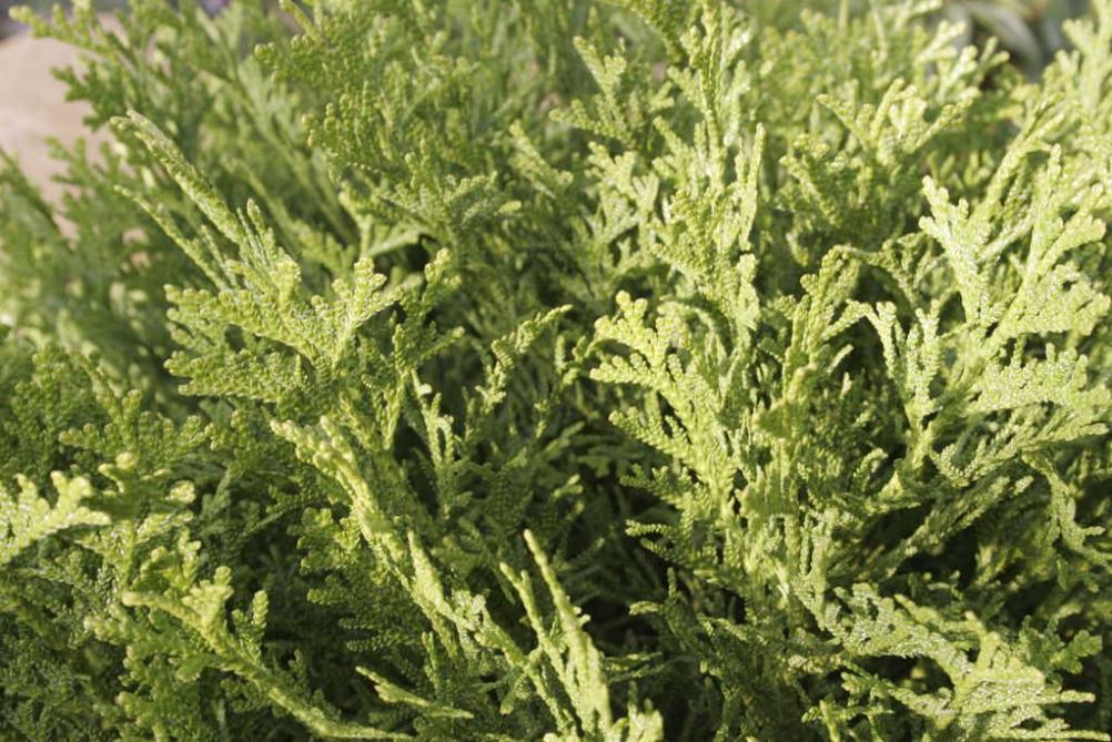 Thujopsis dolabrata 'Nana' Hiba-Lebensbaum