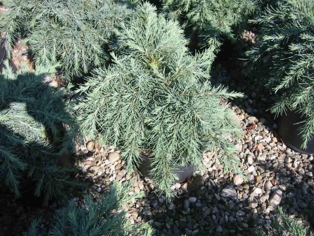 Cedrus deodara "Feeling Blue"