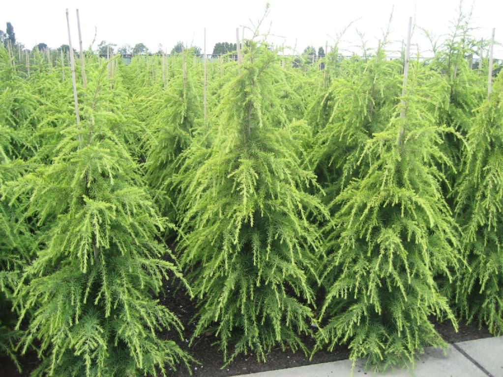 Cedrus deodara 'Aurea' 