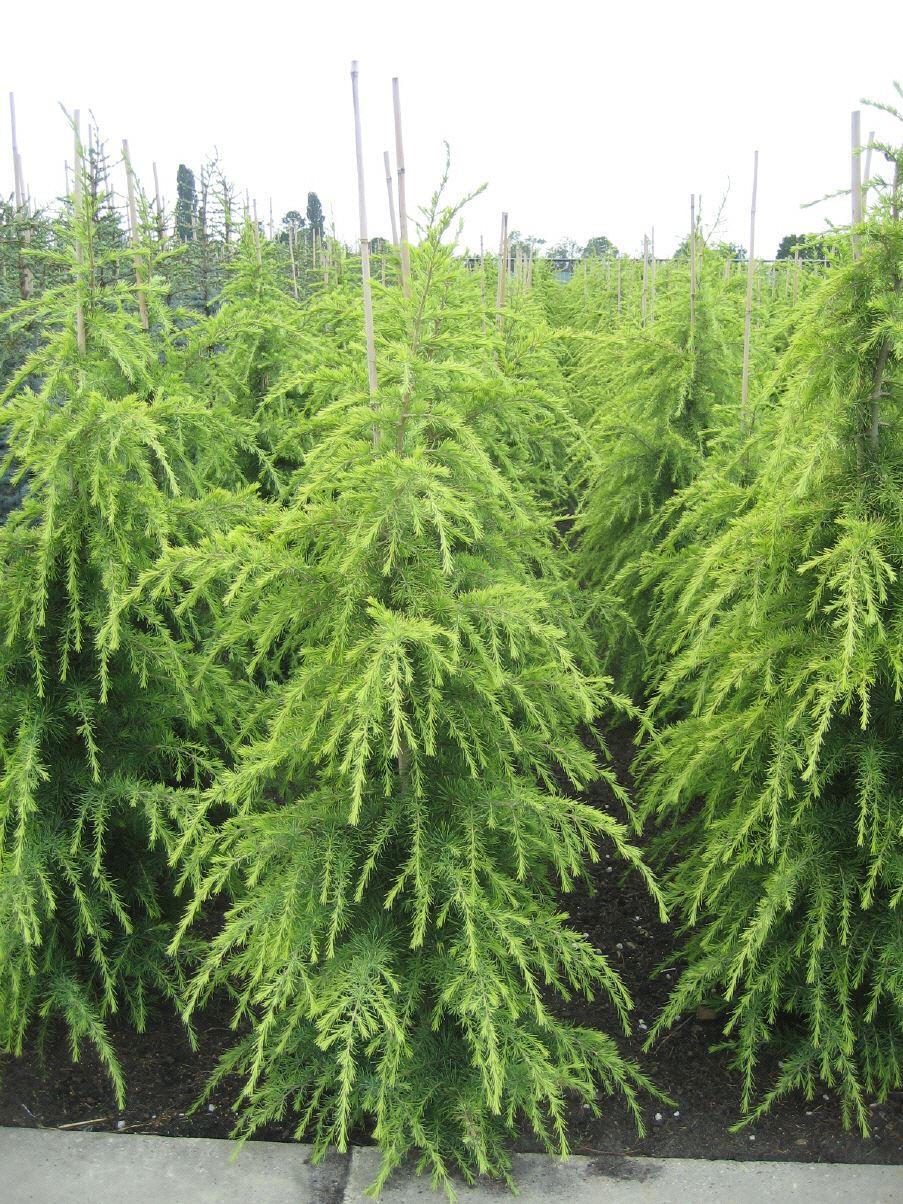 Cedrus deodara 'Aurea' 