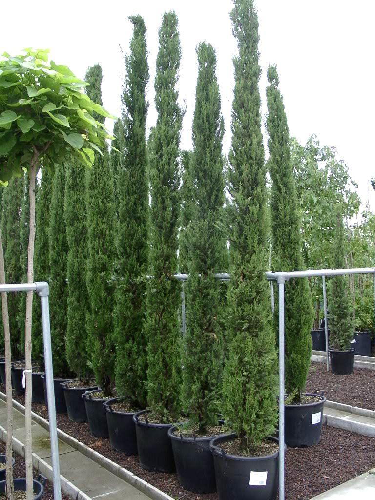 Cupressus sempervirens 'Stricta'