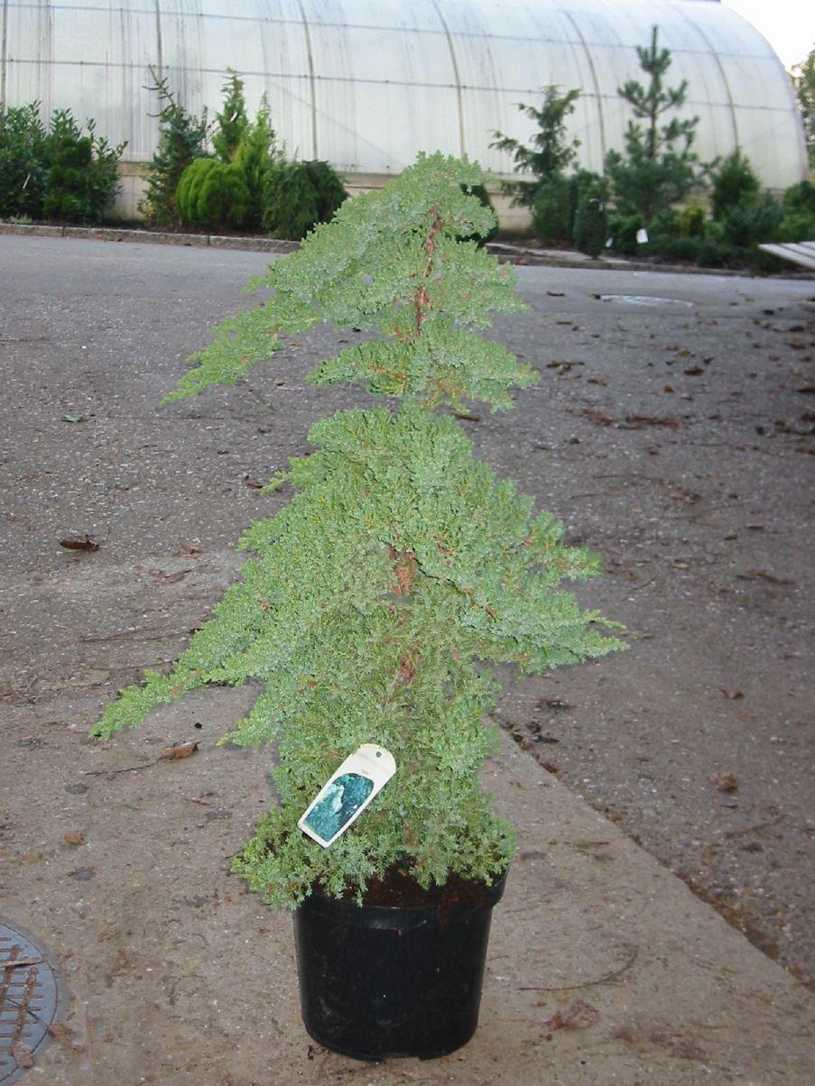 Juniperus procumbens 'Nana