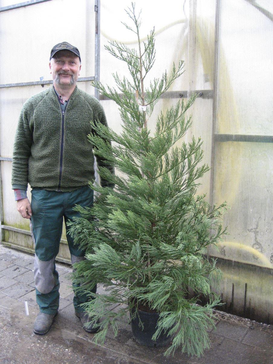 Sequoiadendron giganteum 