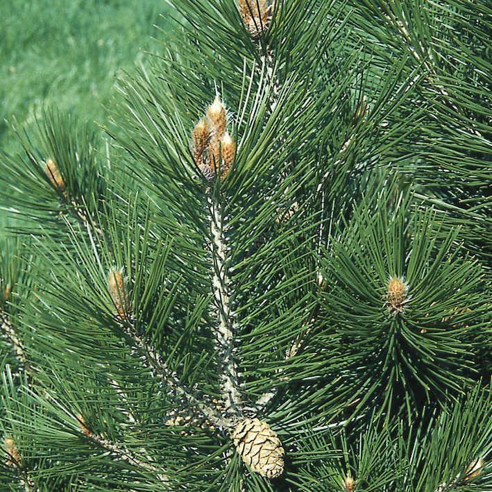 Pinus leucodermis