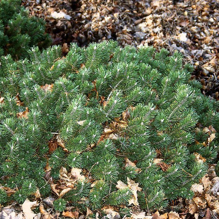 Pinus mugo 'Humpy'