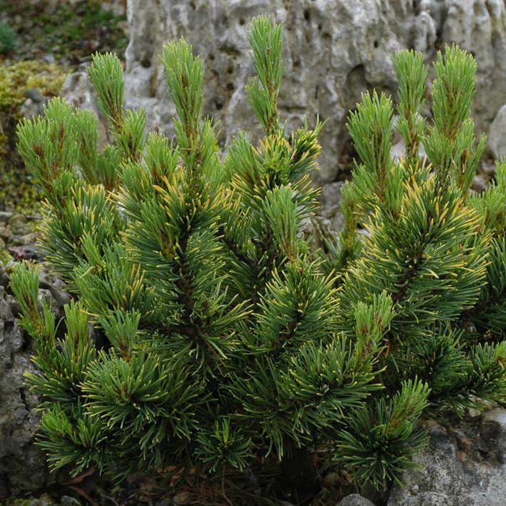 Pinus mugo 'Wintergold'