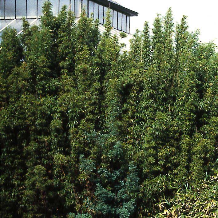 Semiarundinaria kagamiana