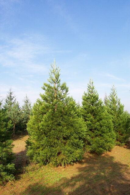 Sequoiadendron giganteum 