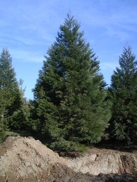 Sequoiadendron giganteum 