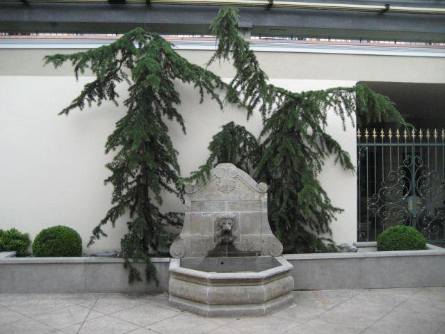 Cedrus deodara 'Pendula'