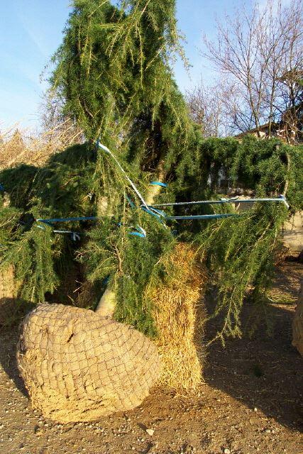Cedrus deodara 'Pendula'
