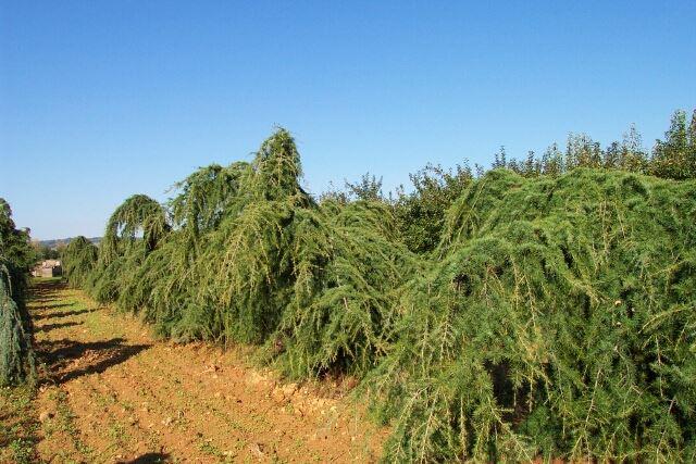 Cedrus deodara 'Pendula' 