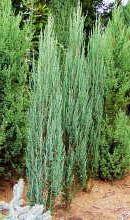 Juniperus scopulorum Blue Arrow