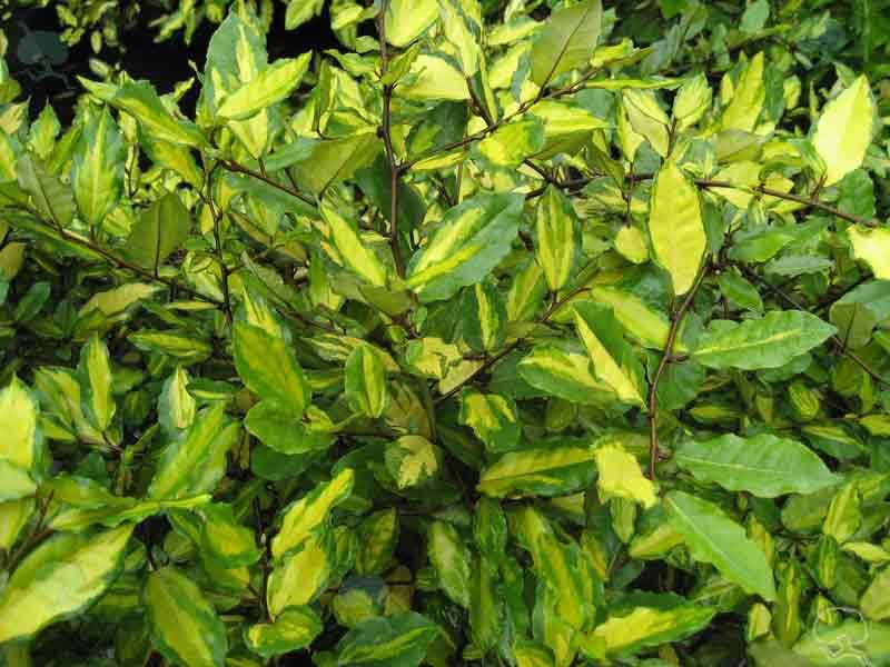 Buntlaubige Ölweide