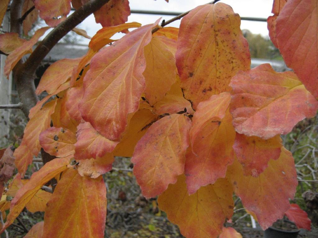 Parrotia persica 