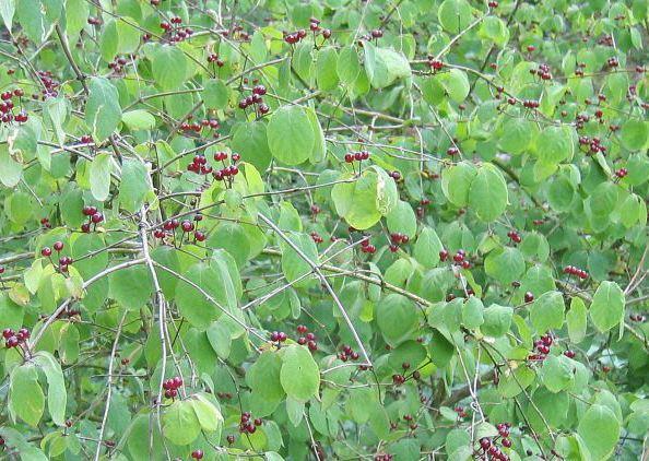 Gemeine Heckenkirsche
