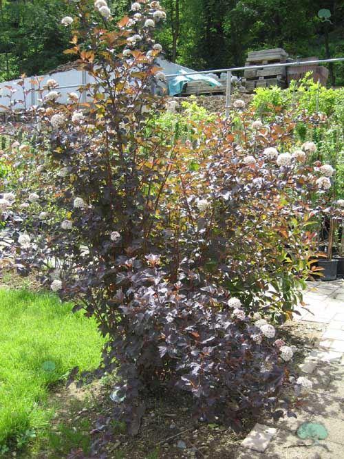  Blasenspiere 'Diabolo'