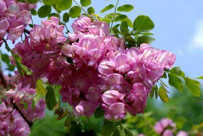 Robinia hispida 'Macrophylla'