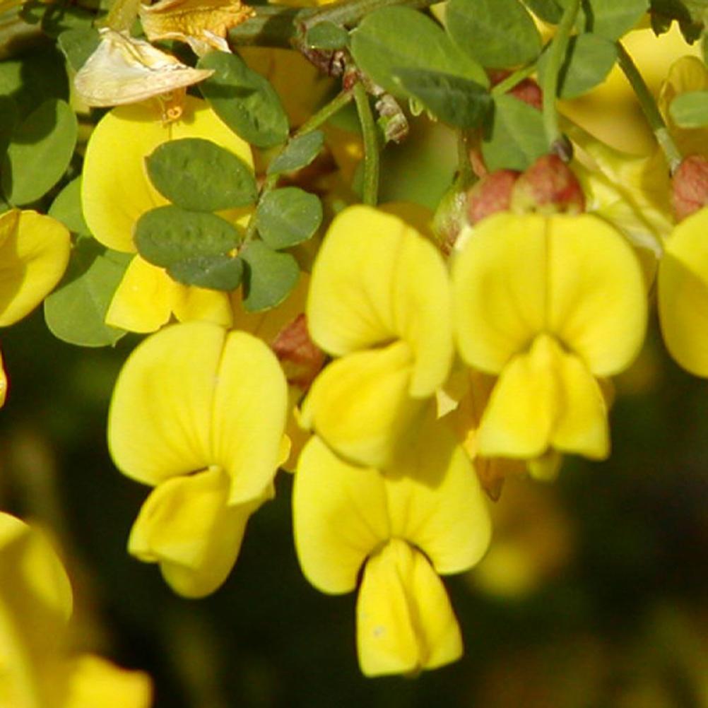 Coronilla emerus / Hippocrepis emerus