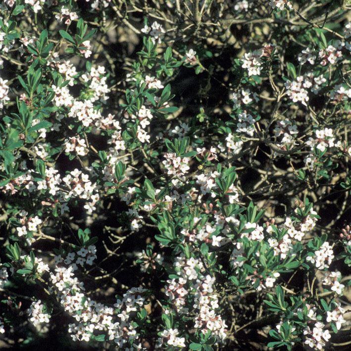 Daphne burkwoodii 'Somerset' 
