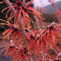 Hamamelis intermedia Jelena