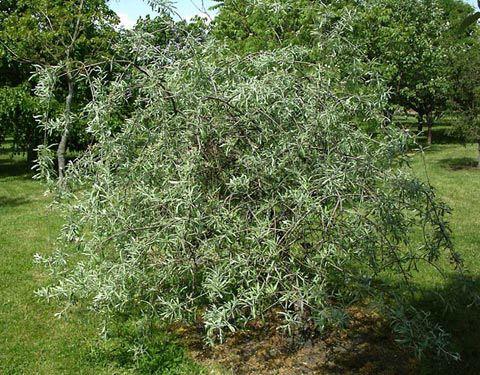 Hängende Silber-Birne