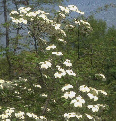 Cornus nutallii
