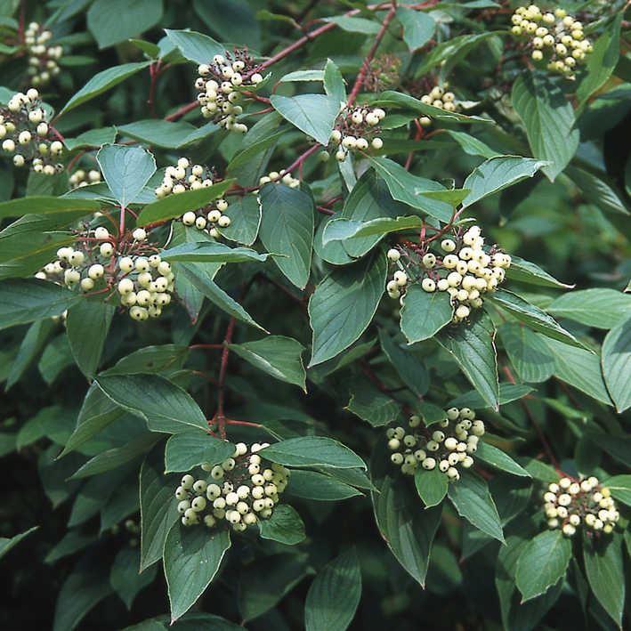Cornus sanguinea