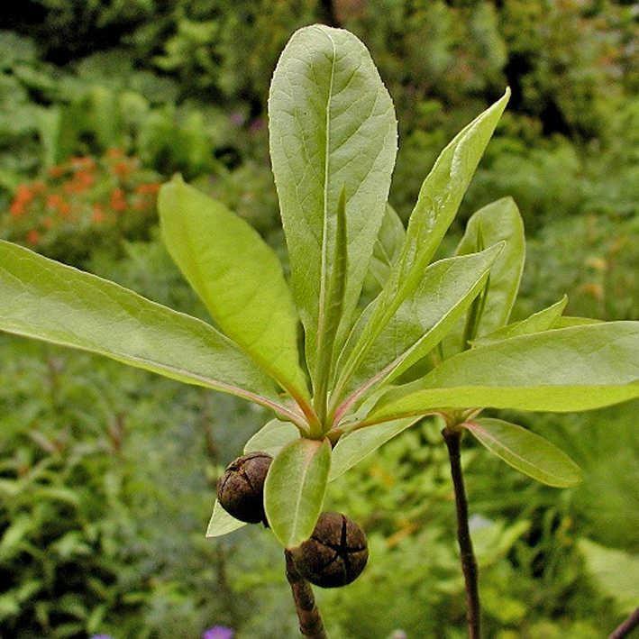 Franklinia alatamaha
