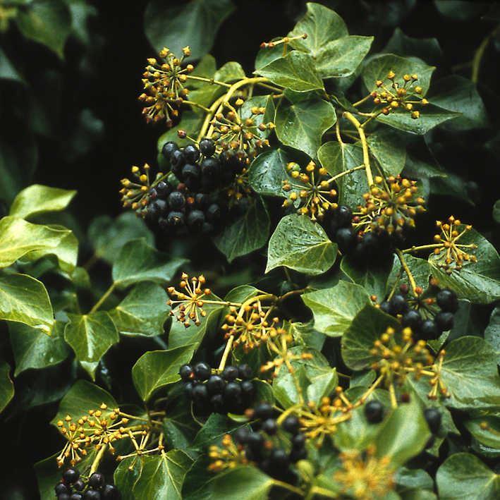 Strauch-Efeu, einheimische