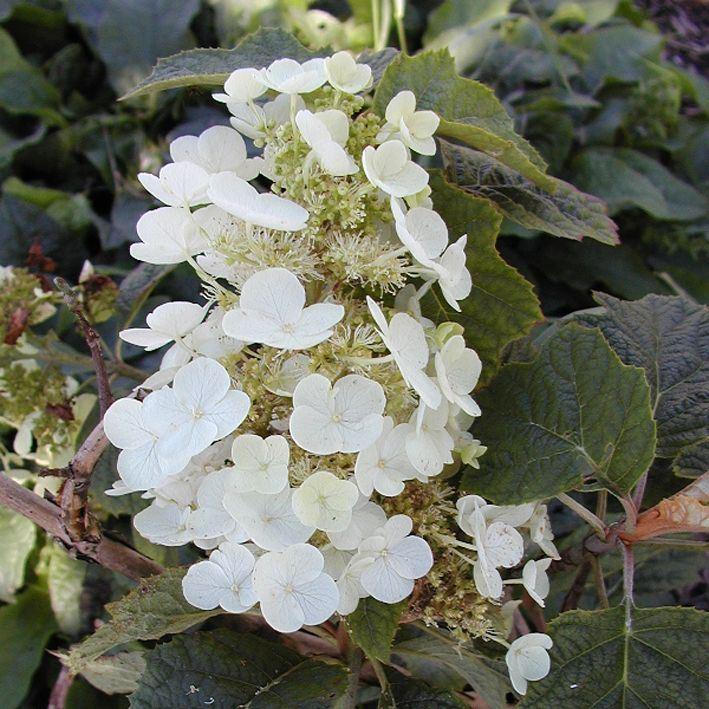 Hydrangea quercifolia 'Snow Queen'