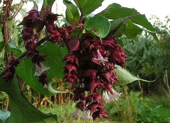 Leycesterie, Karamellstrauch