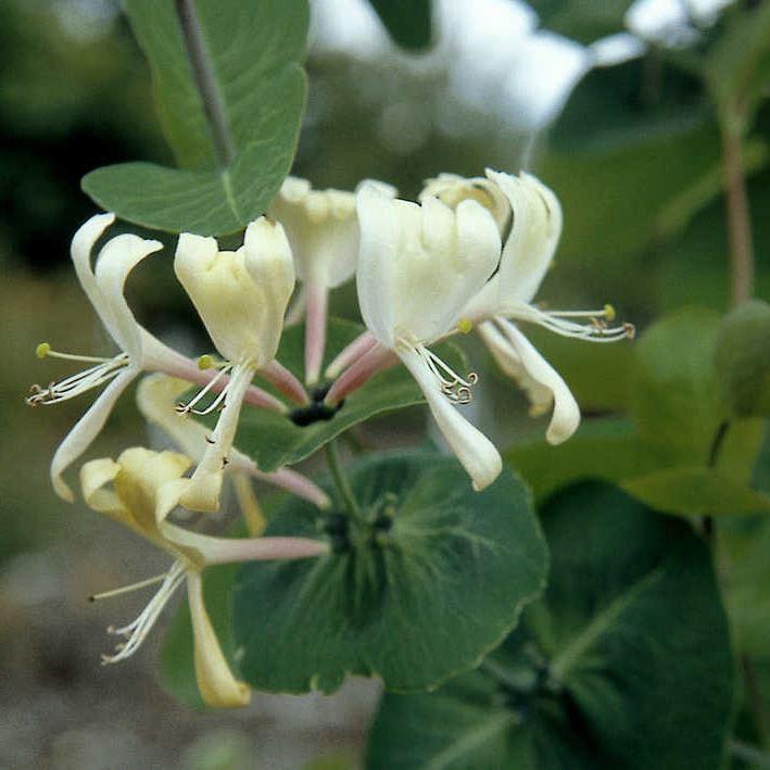 Lonicera caprifolium