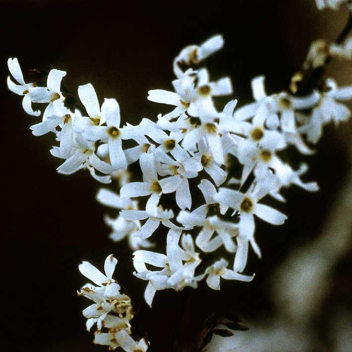 Abeliophyllum distichum