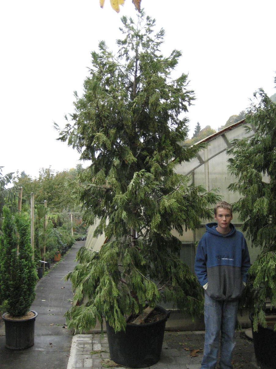 Calocedrus decurrens 