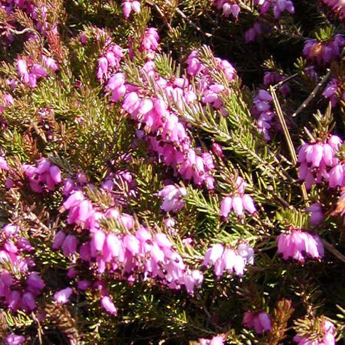 Erica, Winterheide-